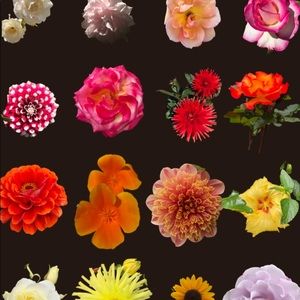 Meet your Posher, Carly